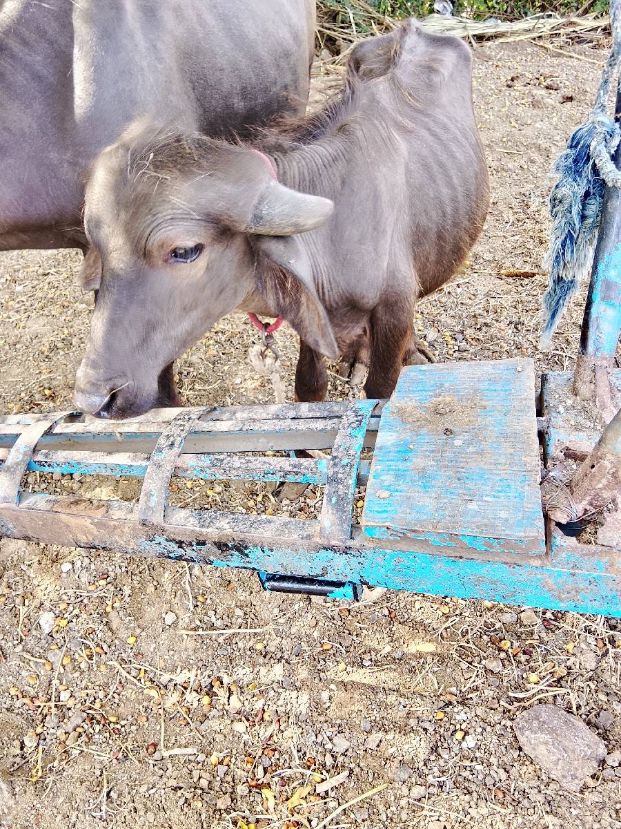 પાડો વેચવા નો છે
