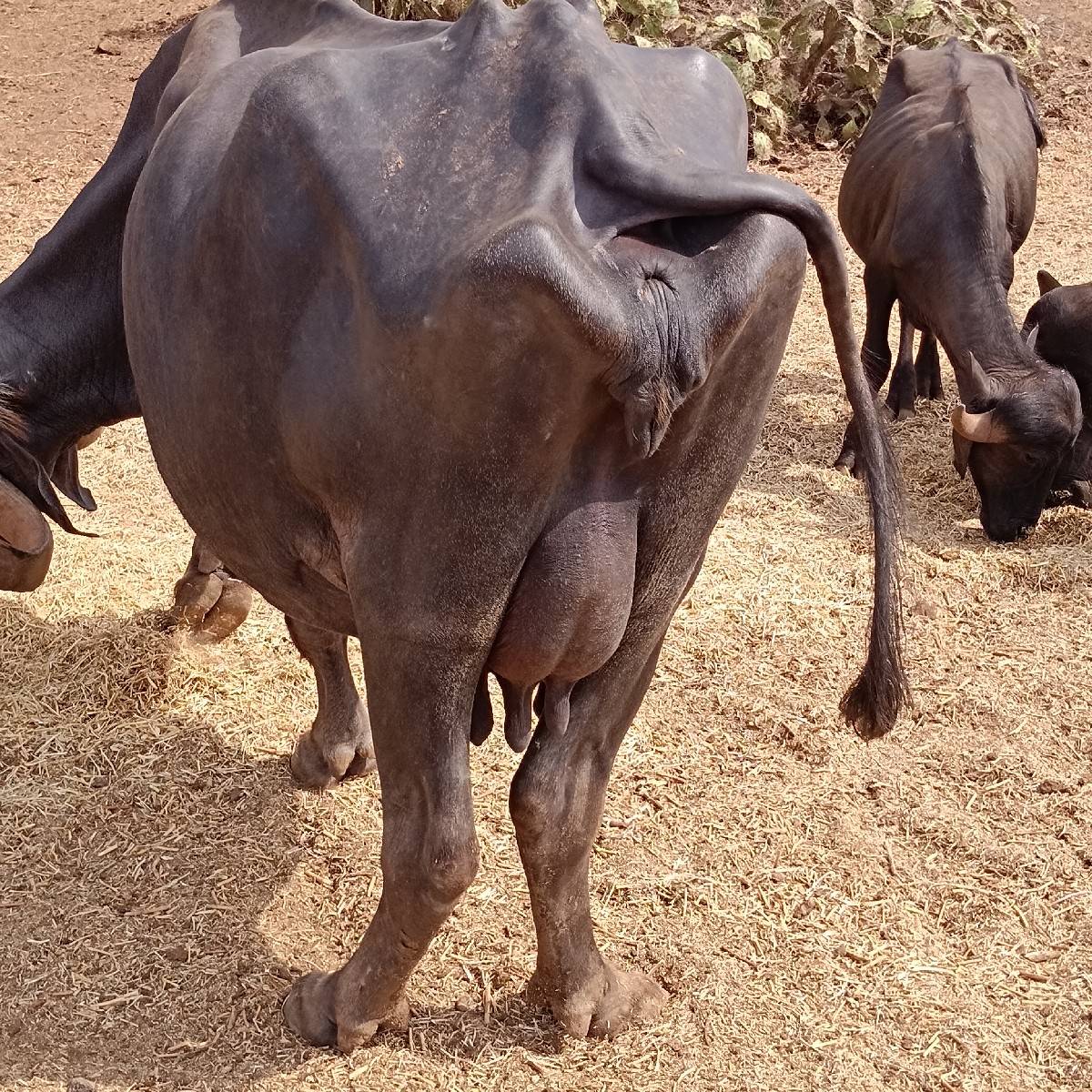 ભેંસ