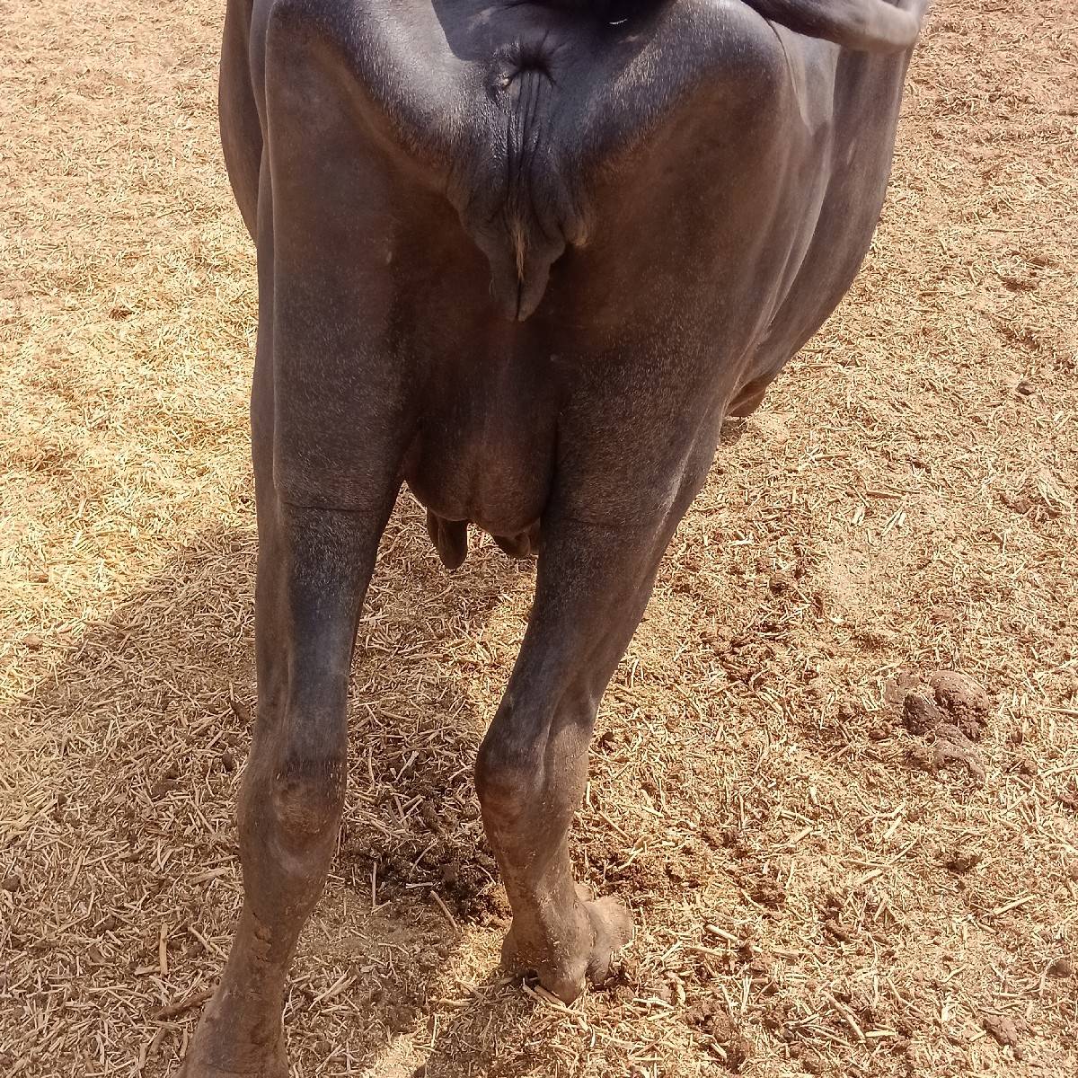 ભેંસ