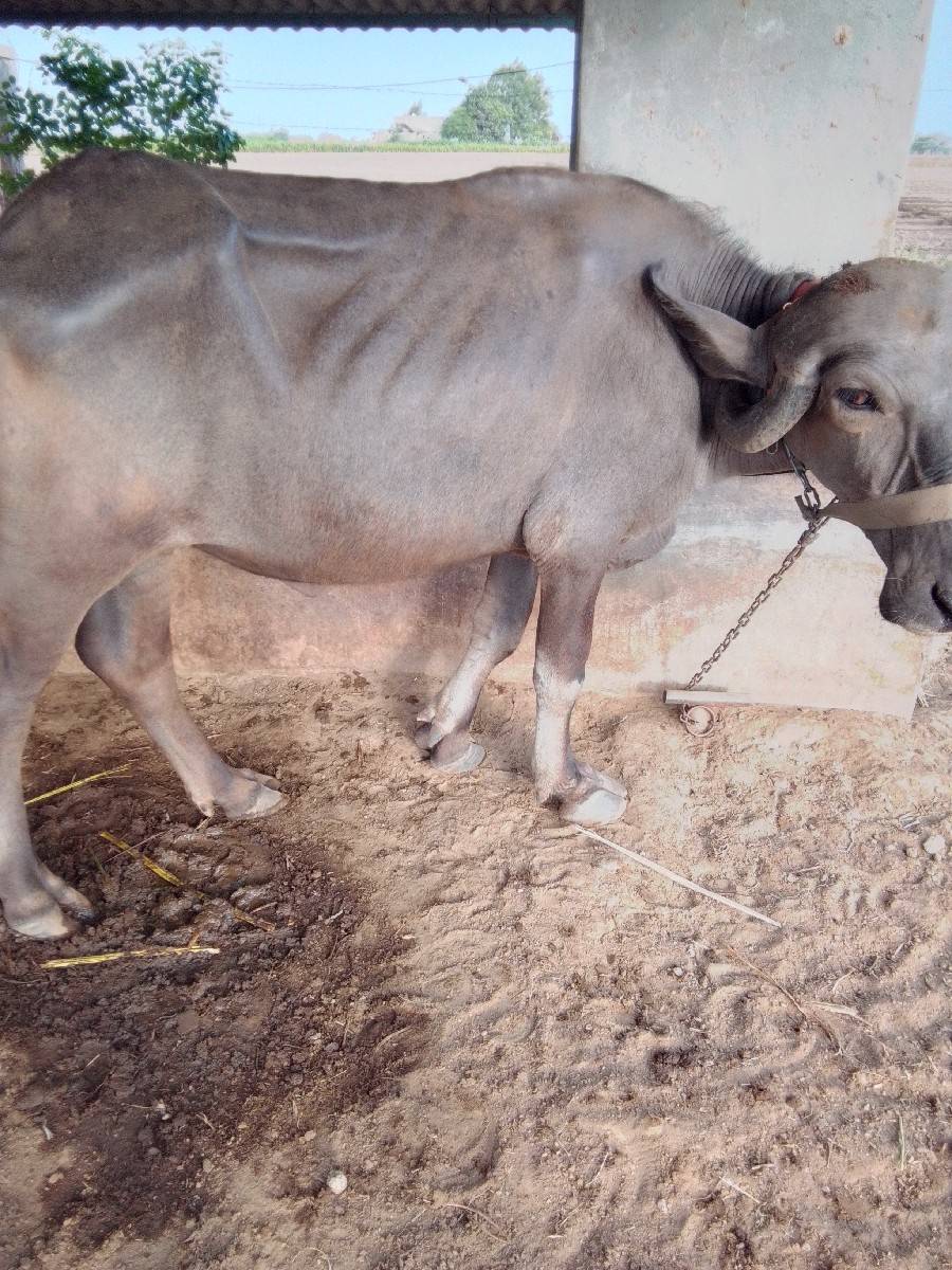 2 ખડેલા વેચવના છે
