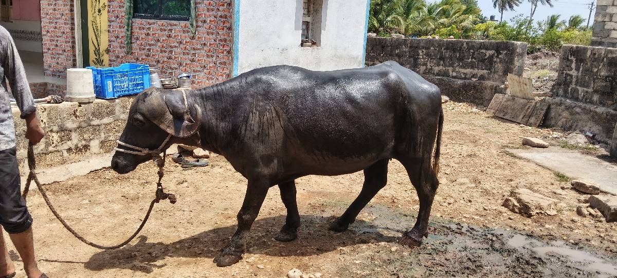 પેલવેતરિખણેલિવેશવાનીછે