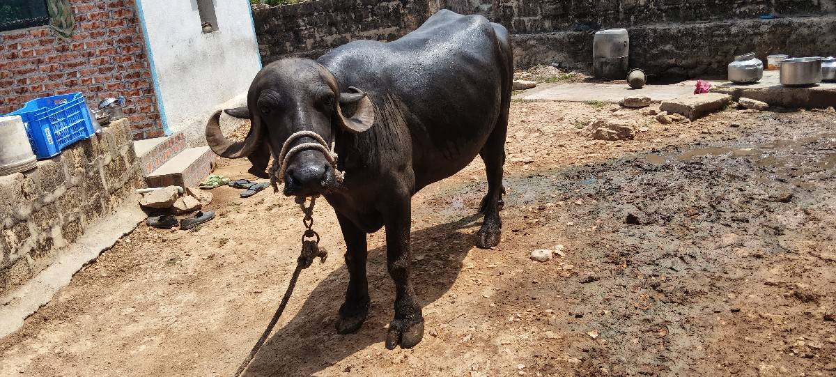 પેલવેતરિખણેલિવેશવાનીછે