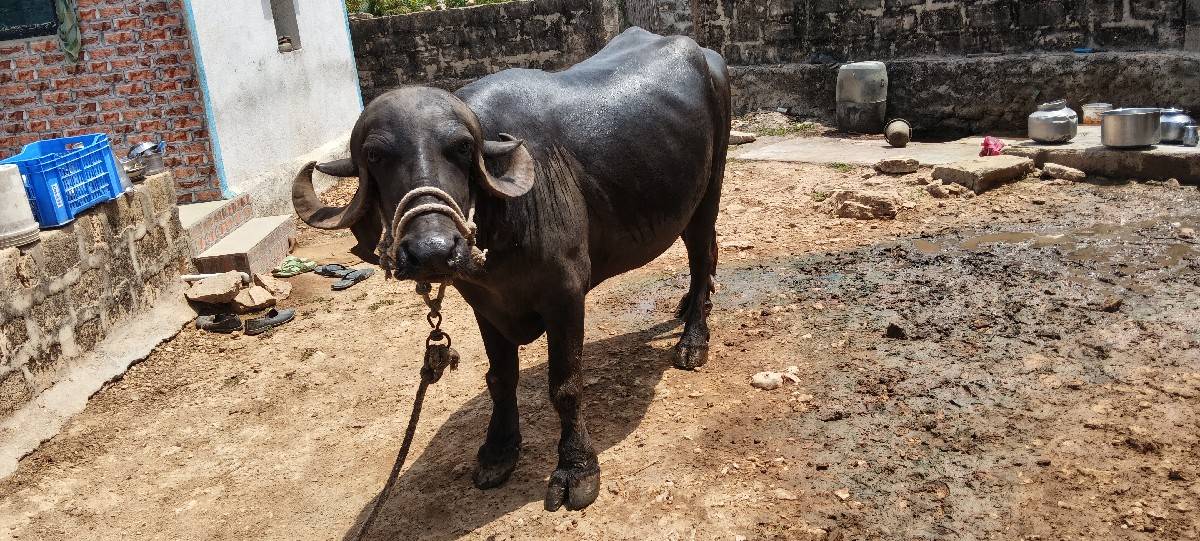 પેલવેતરિખણેલિવેશવાનીછે