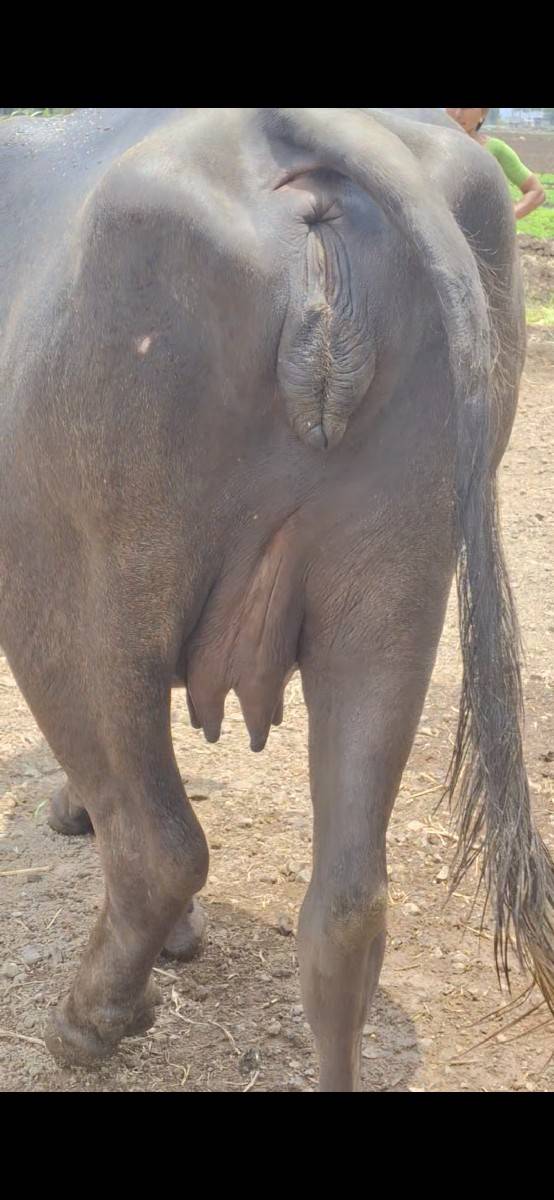 ભેસ વેચવાની છે