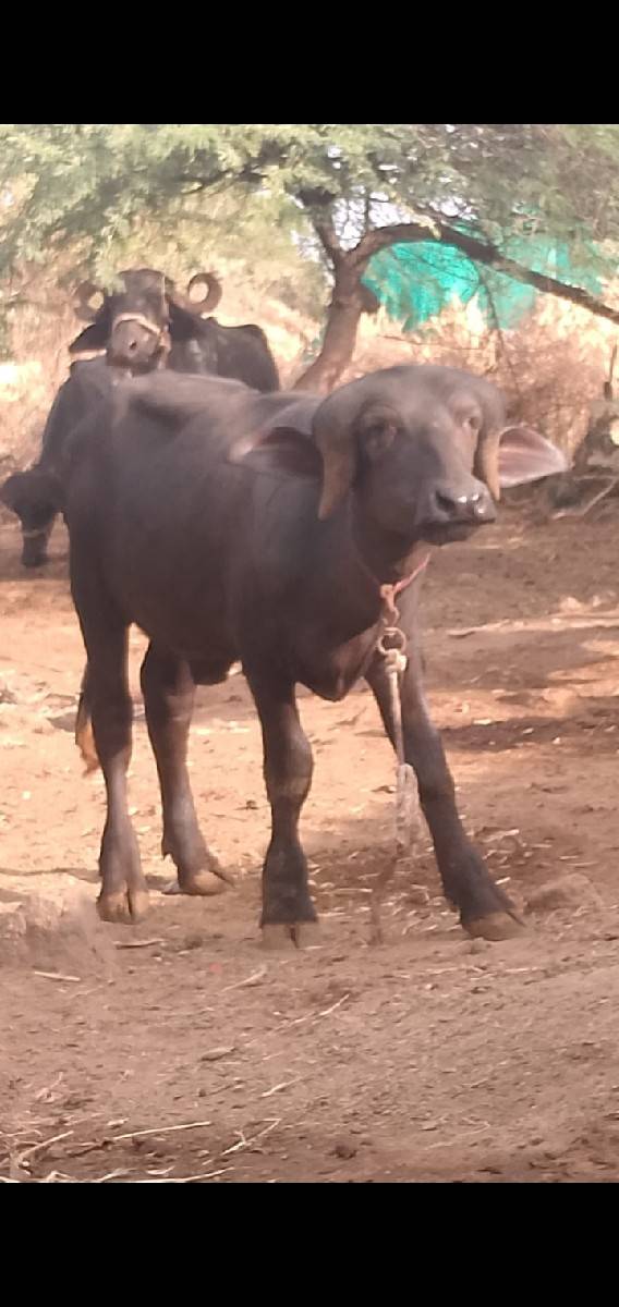 પાડો વેચવાનો છે