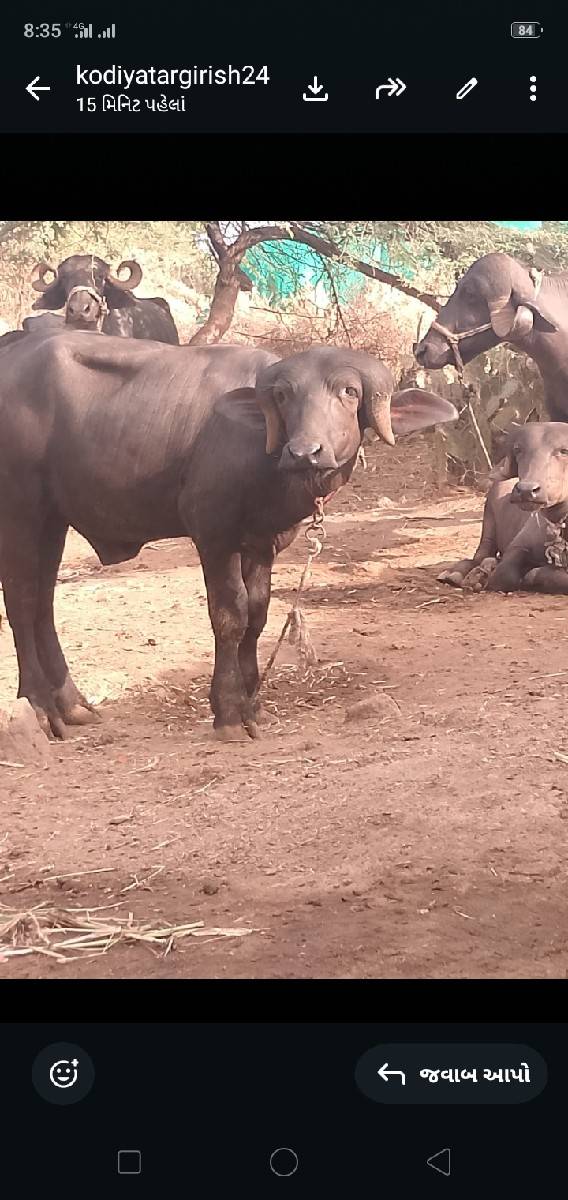પાડો વેચવાનો છે