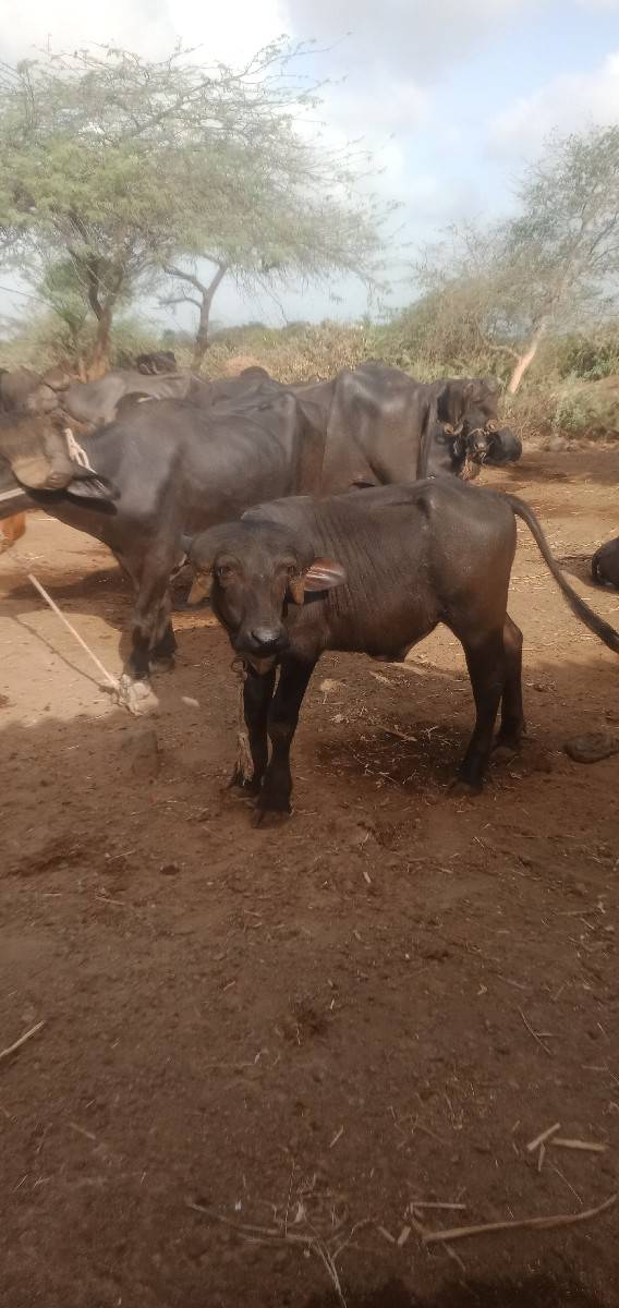 પાડો વેચવાનો છે