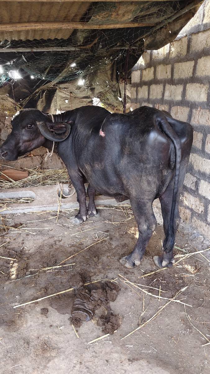 ભેંસ વેચવાની છે