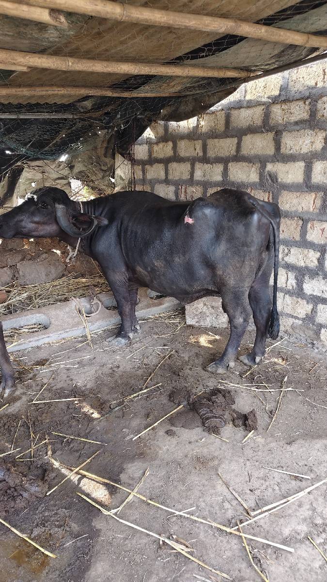 ભેંસ વેચવાની છે