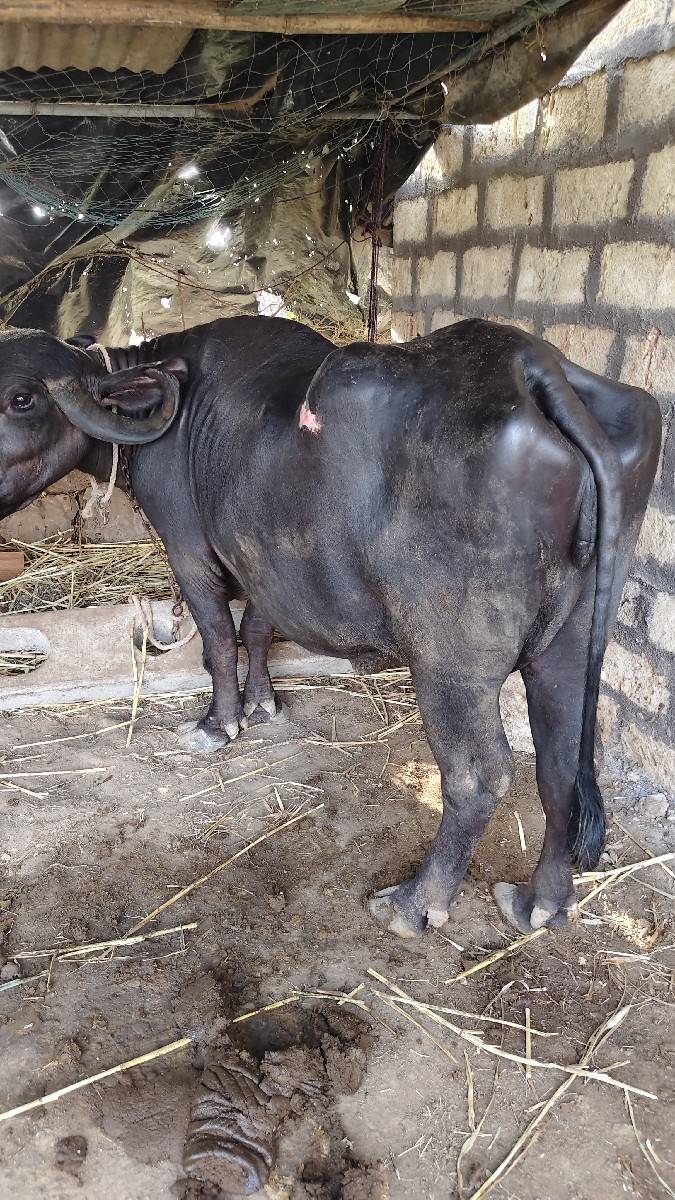 ભેંસ વેચવાની છે