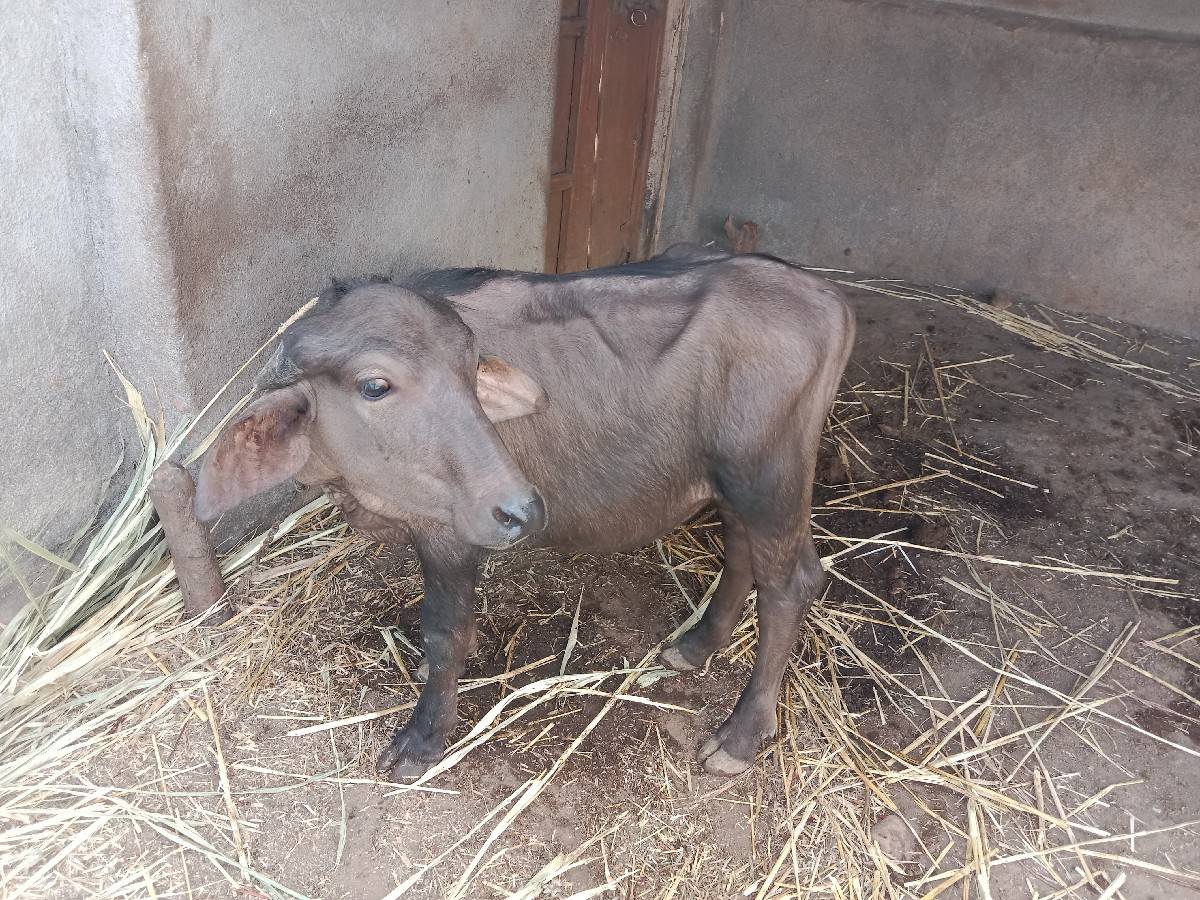 પાડી‌ આપવાની છે
