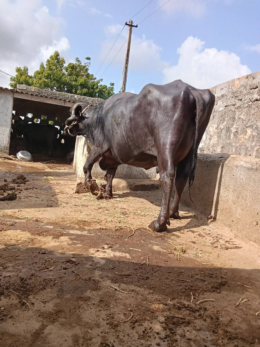 ભેંસ ૭ લિટર દુધ ત્રિજુ વેતર