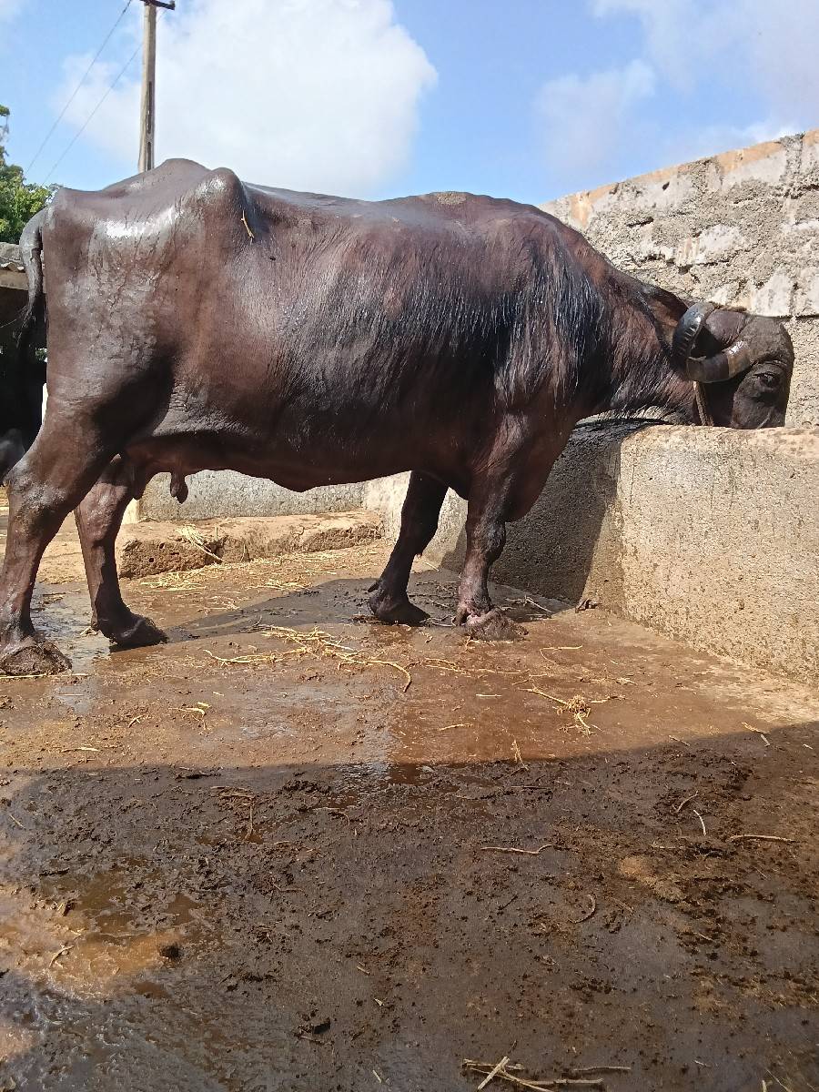 ભેંસ ૭ લિટર દુધ ત્રિજુ વેતર