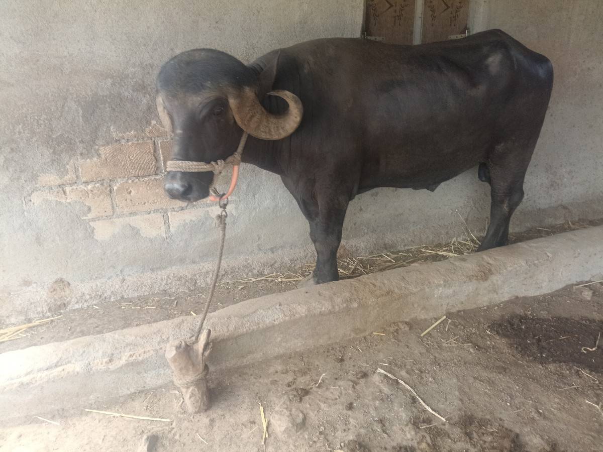 પાડોવેશવાનોશે
