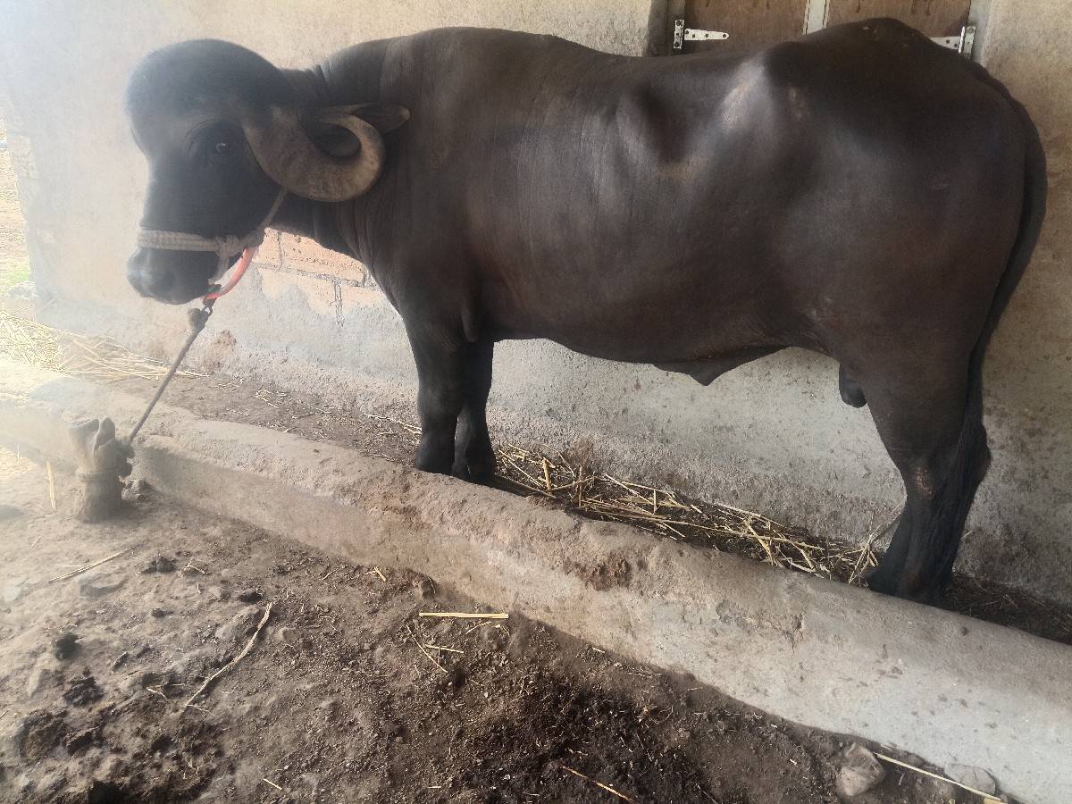 પાડોવેશવાનોશે