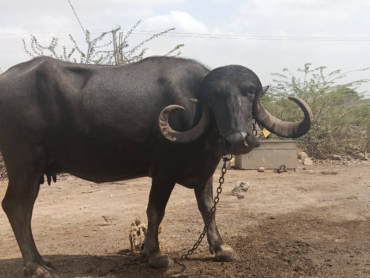 વેચવાની છે