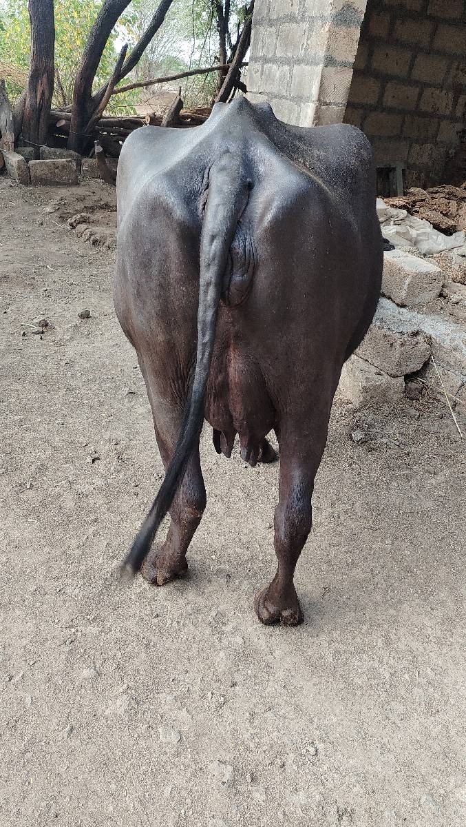 ભેંસ વેચવાની છે