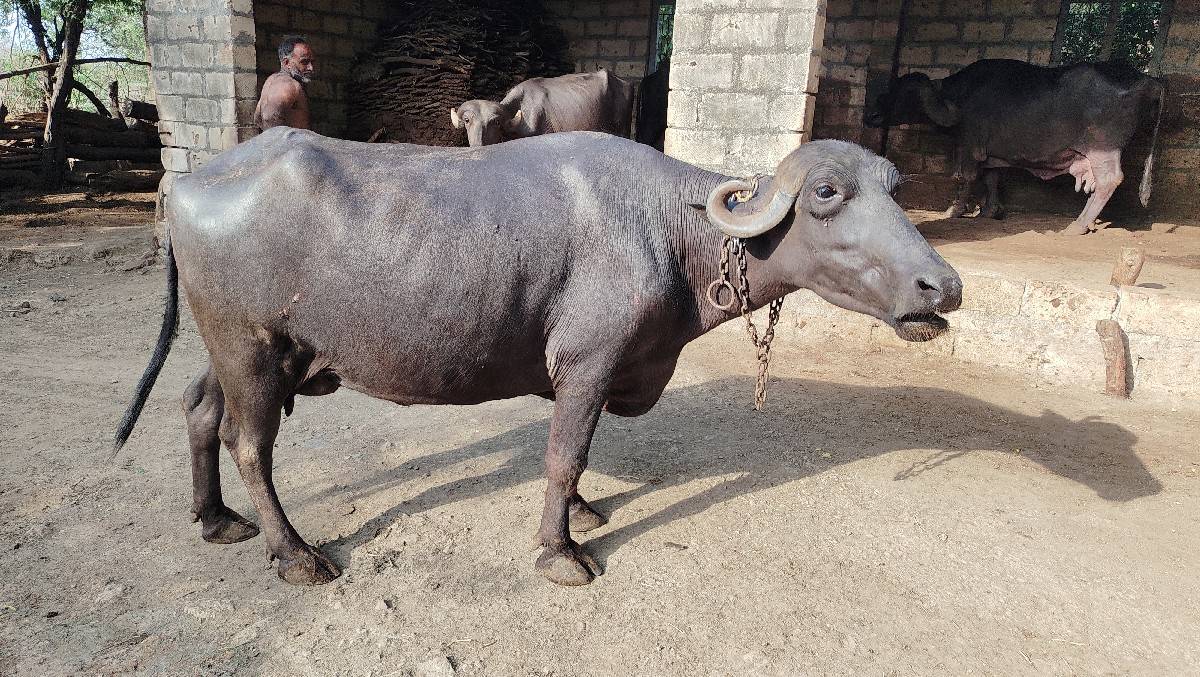ભેંસ વેચવાની છે