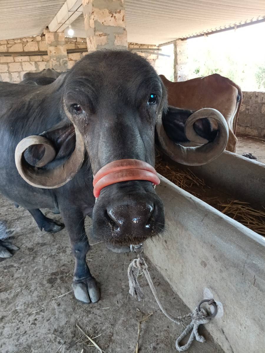ભેસવેસવાનીસે4વેતરવીયાસે