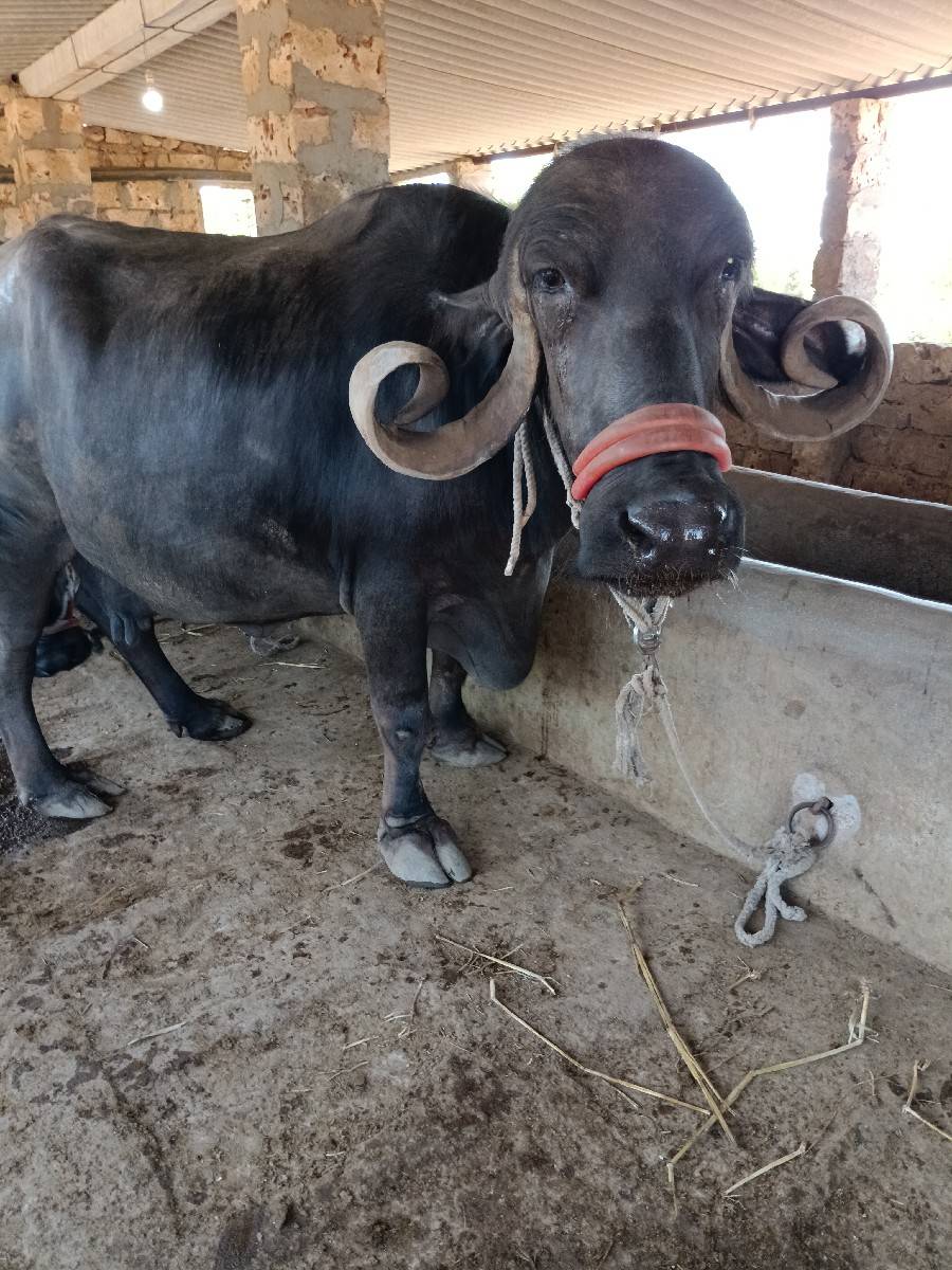 ભેસવેસવાનીસે4વેતરવીયાસે