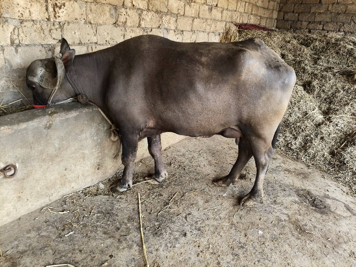 પાંચ પાંચ 5લીટર વેધર ખોડેલી