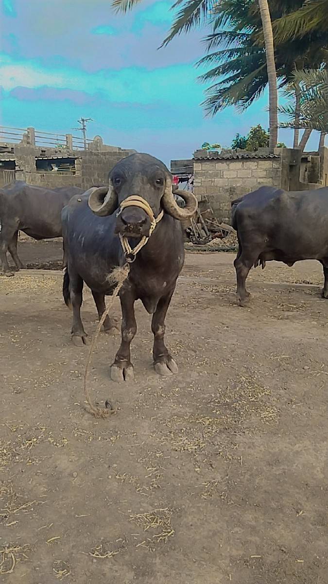 જય માતાજી