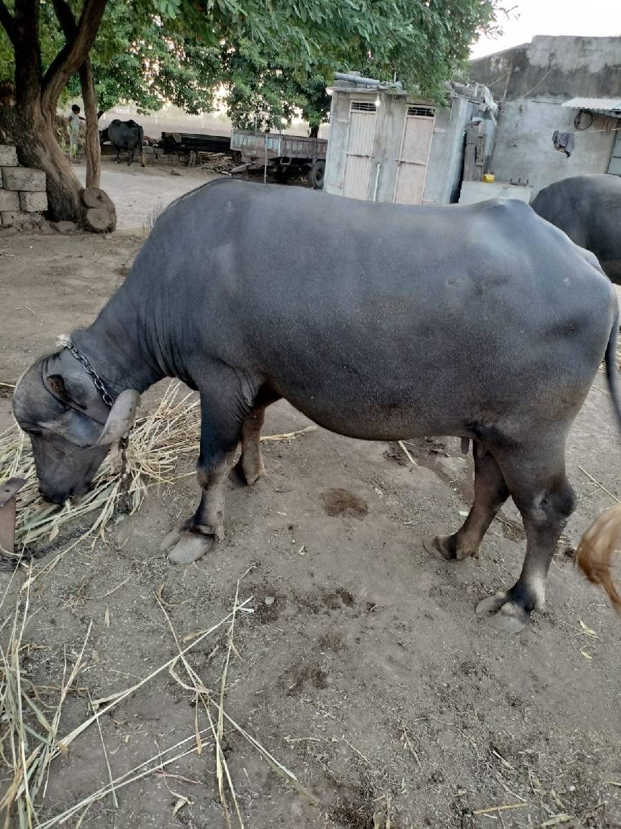 વેચવાની છે