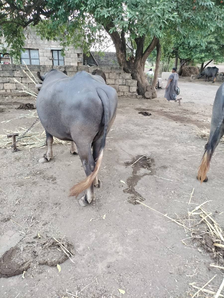 વેચવાની છે