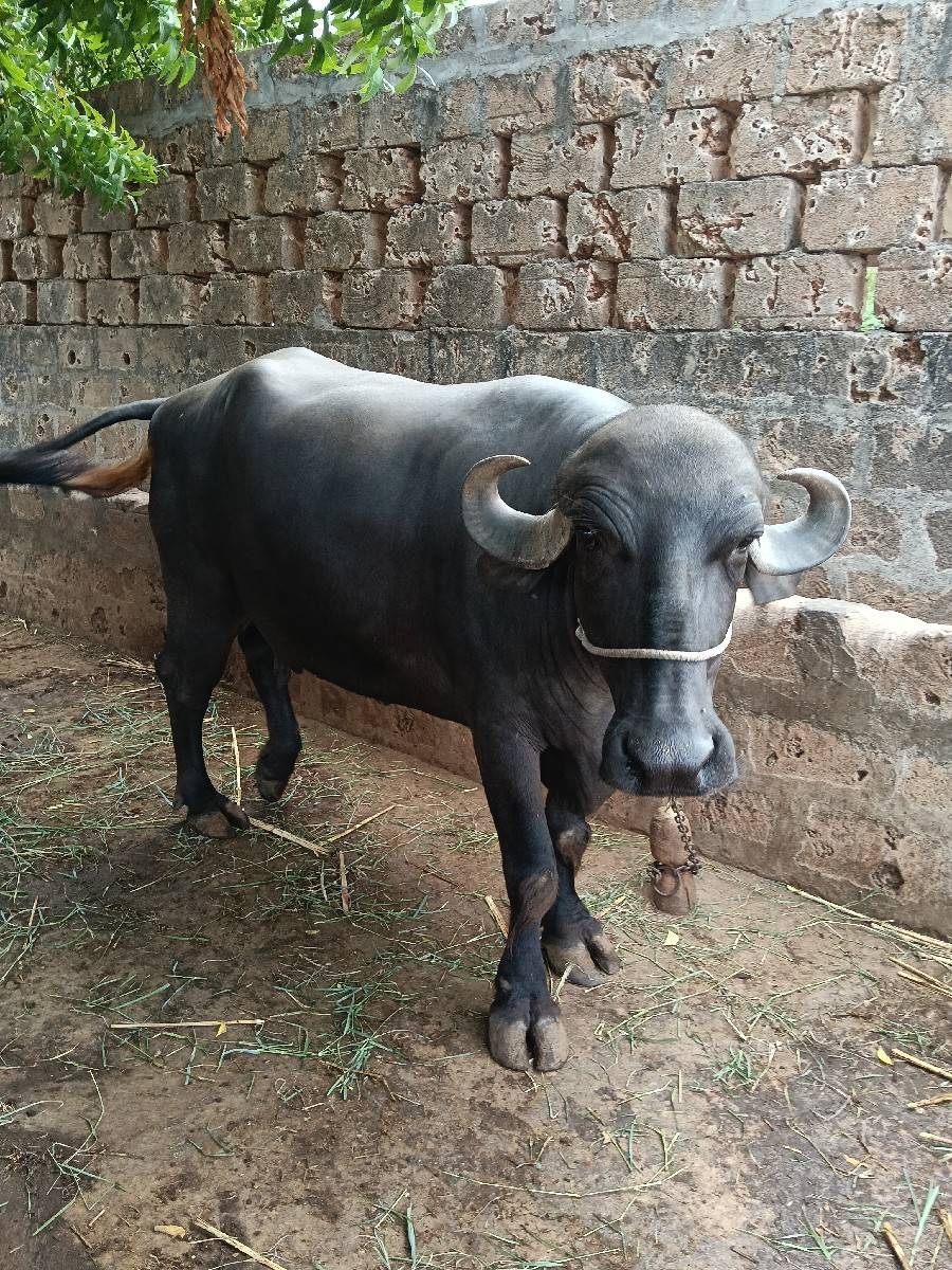 🐃 bhas vesva ni se