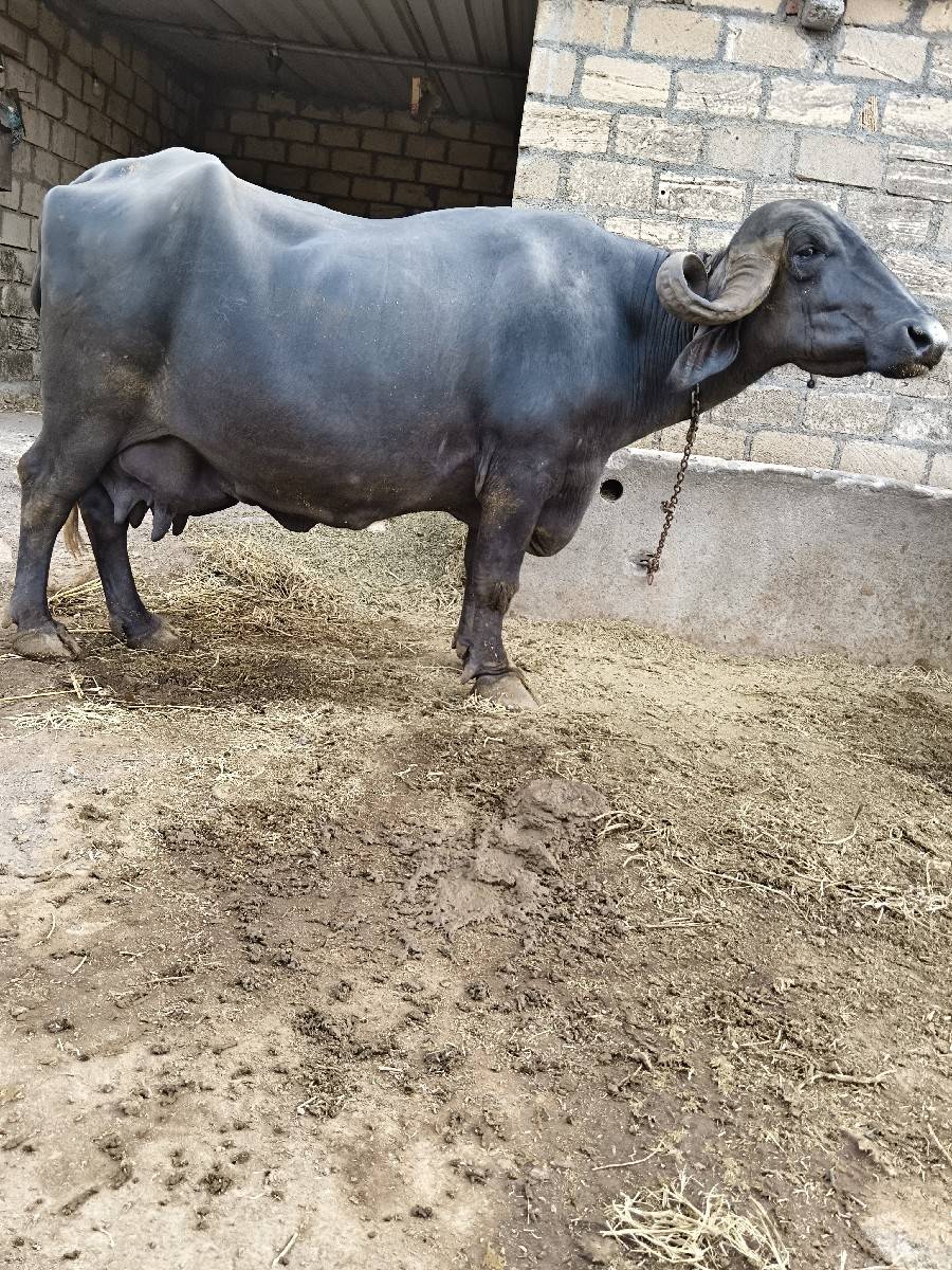 ભેંસ વેચવાની છે
