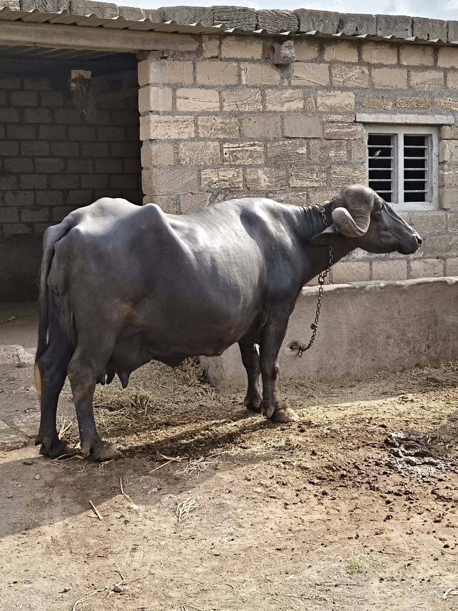 ભેંસ વેચવાની છે