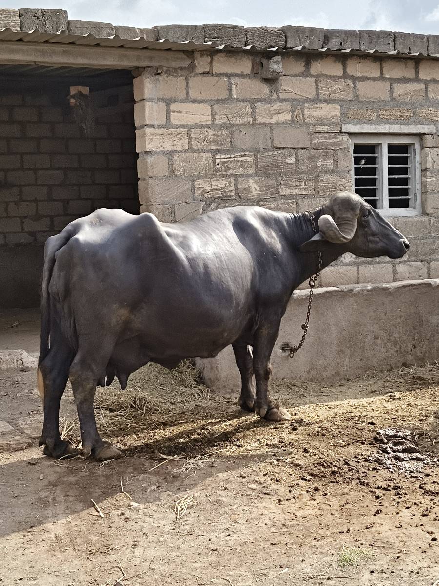 ભેંસ વેચવાની છે