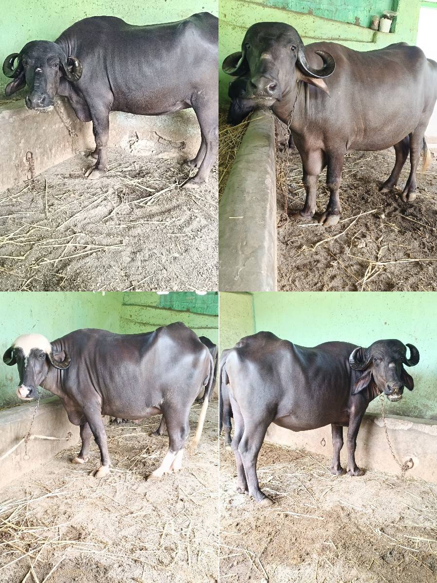 ચાર ખળાયુ છે
