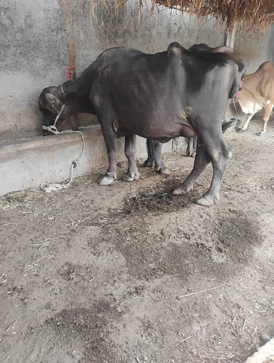 પંદરદીવસનીકાચીછે