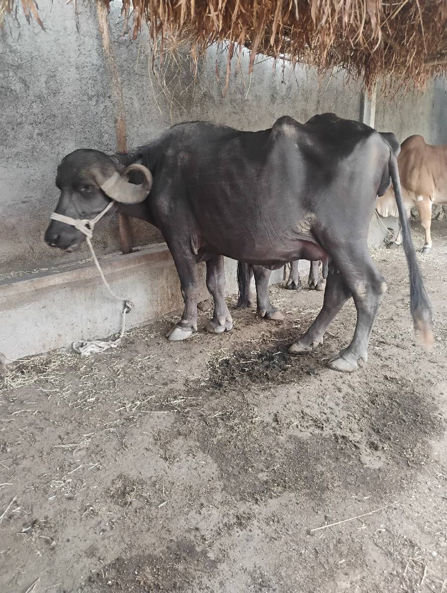 પંદરદીવસનીકાચીછે