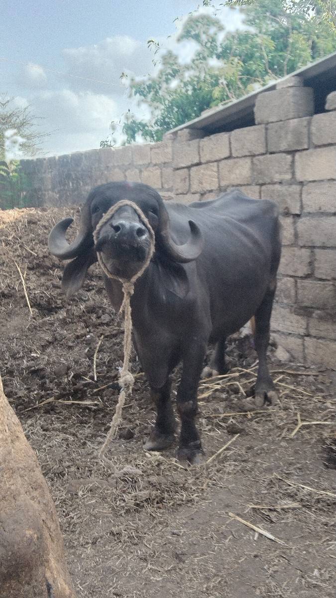 ખડેલી વેચવાની છે