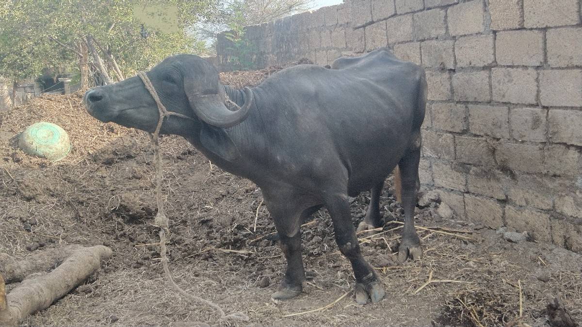 ખડેલી વેચવાની છે