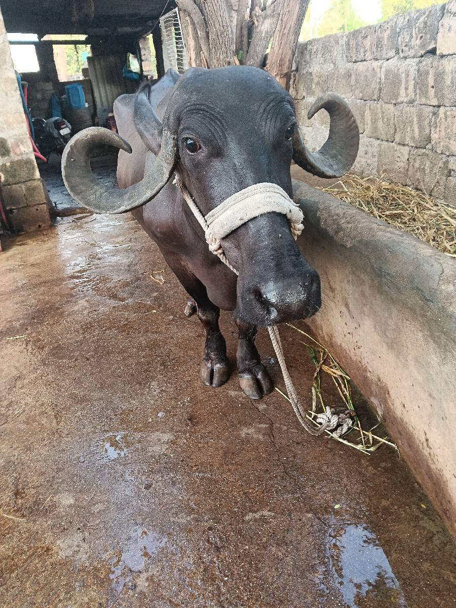 ચાંદીની વેણલ