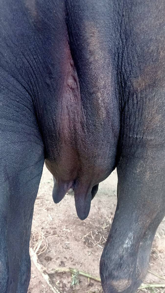 ભેંસ વેચવાની
