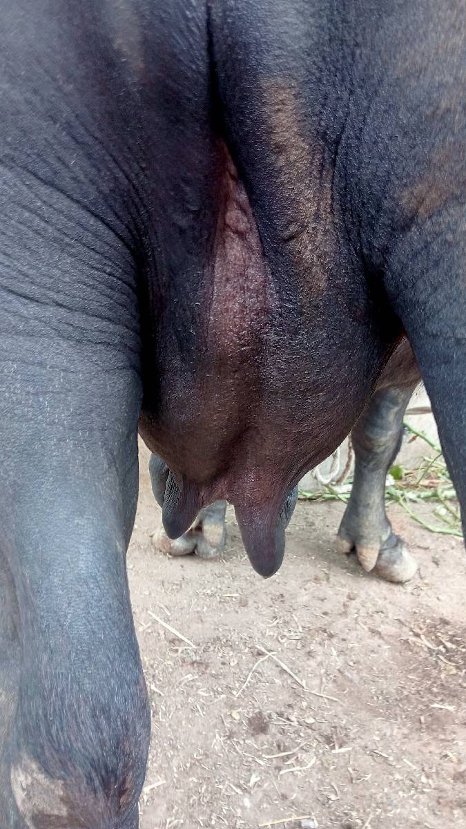 ભેંસ વેચવાની