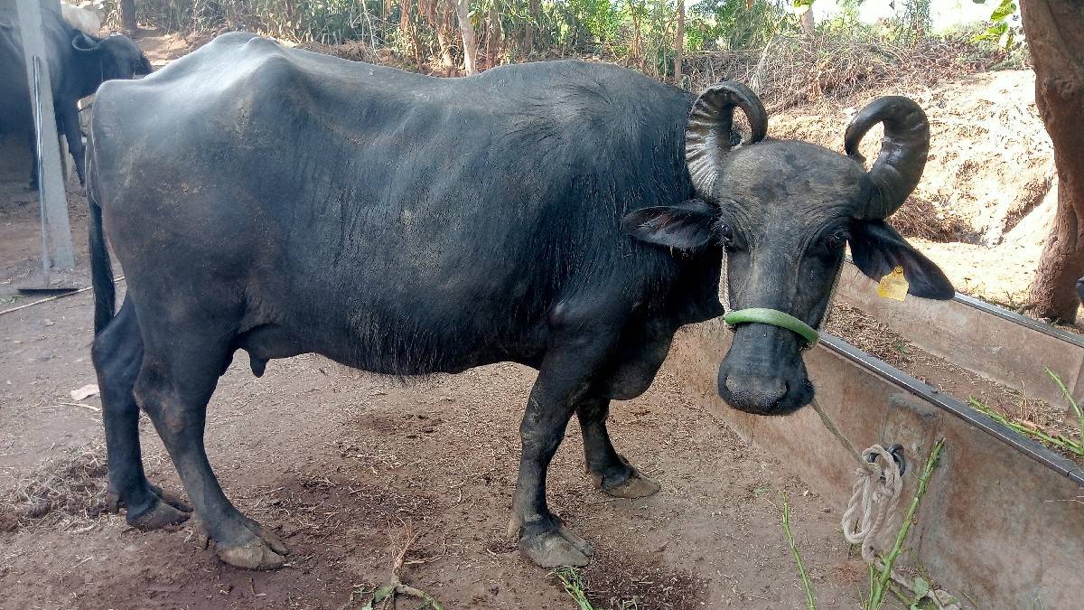 ભેંસ વેચવાની