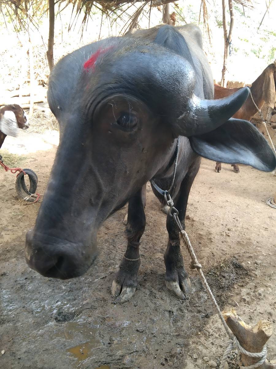 ટોપલી પાડી વેચવાની છે