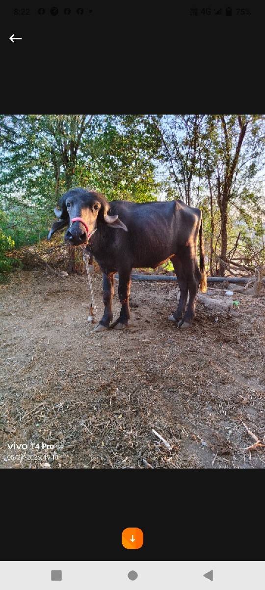 ટોપલી પાડી વેચવાની છે