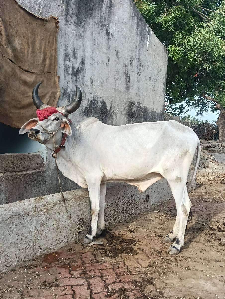 ગોધલો વેચવાનો