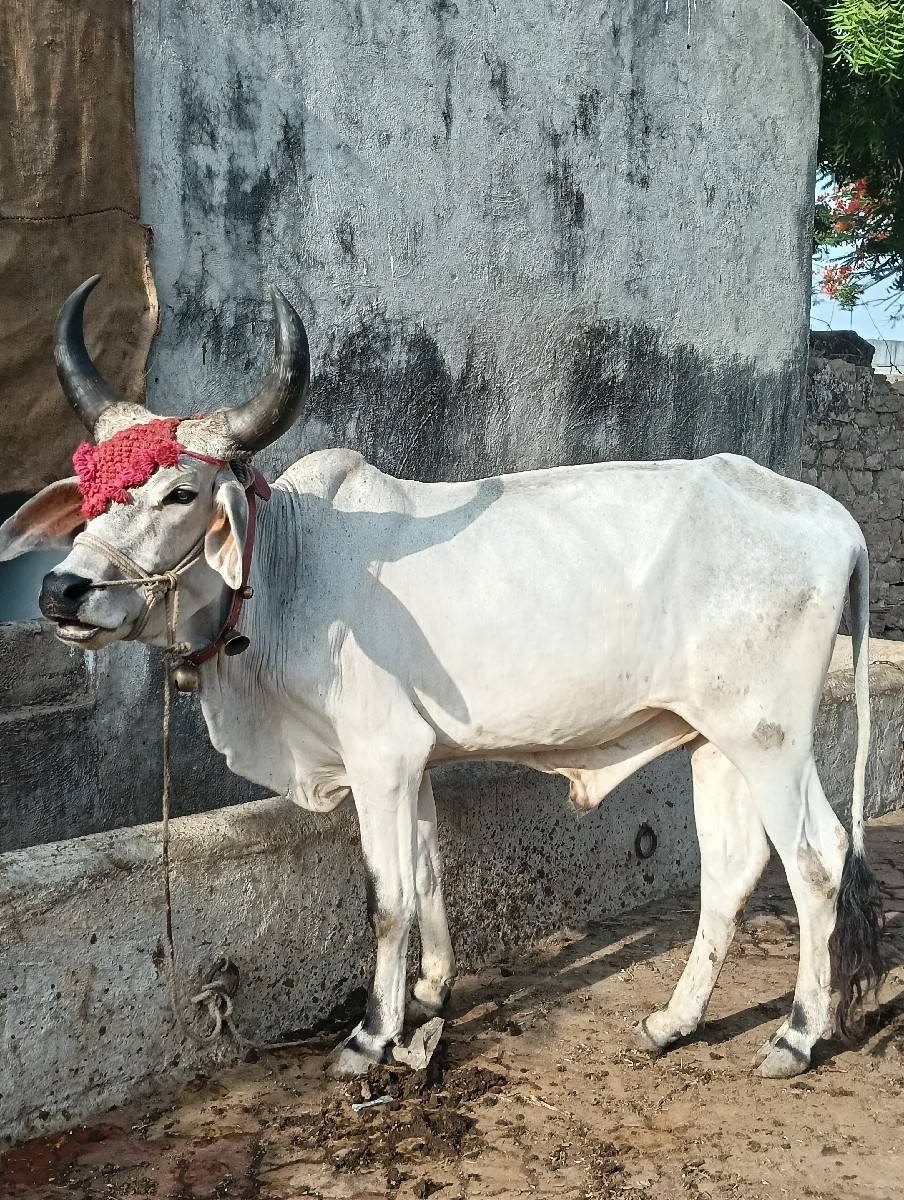 ગોધલો વેચવાનો