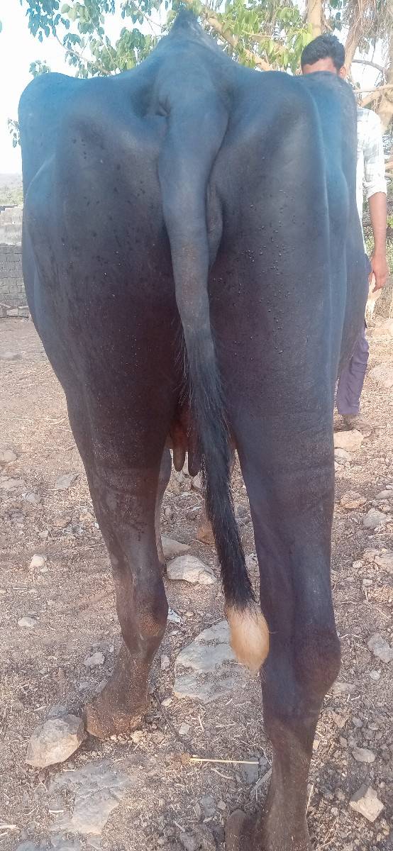 આ ખંડેલી વેચવાની છે