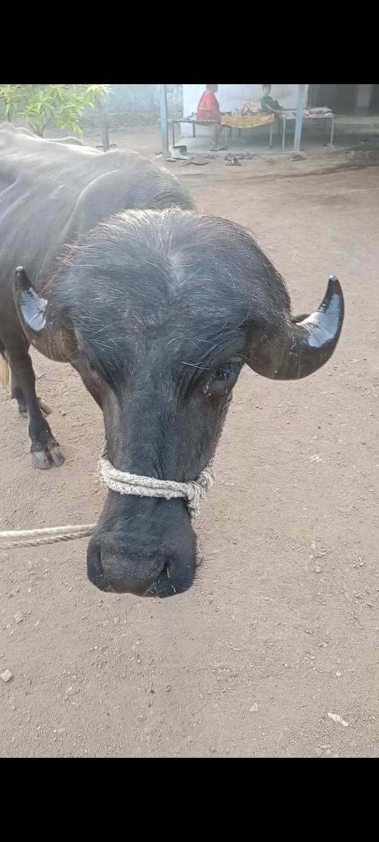 ચાર દાંતે