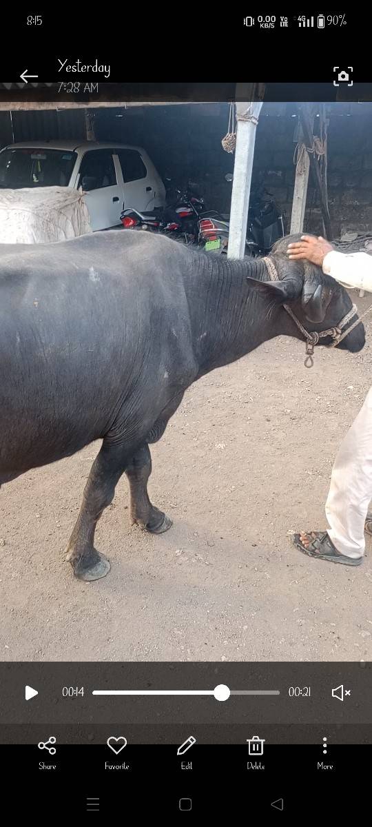 ચાર દાંતે