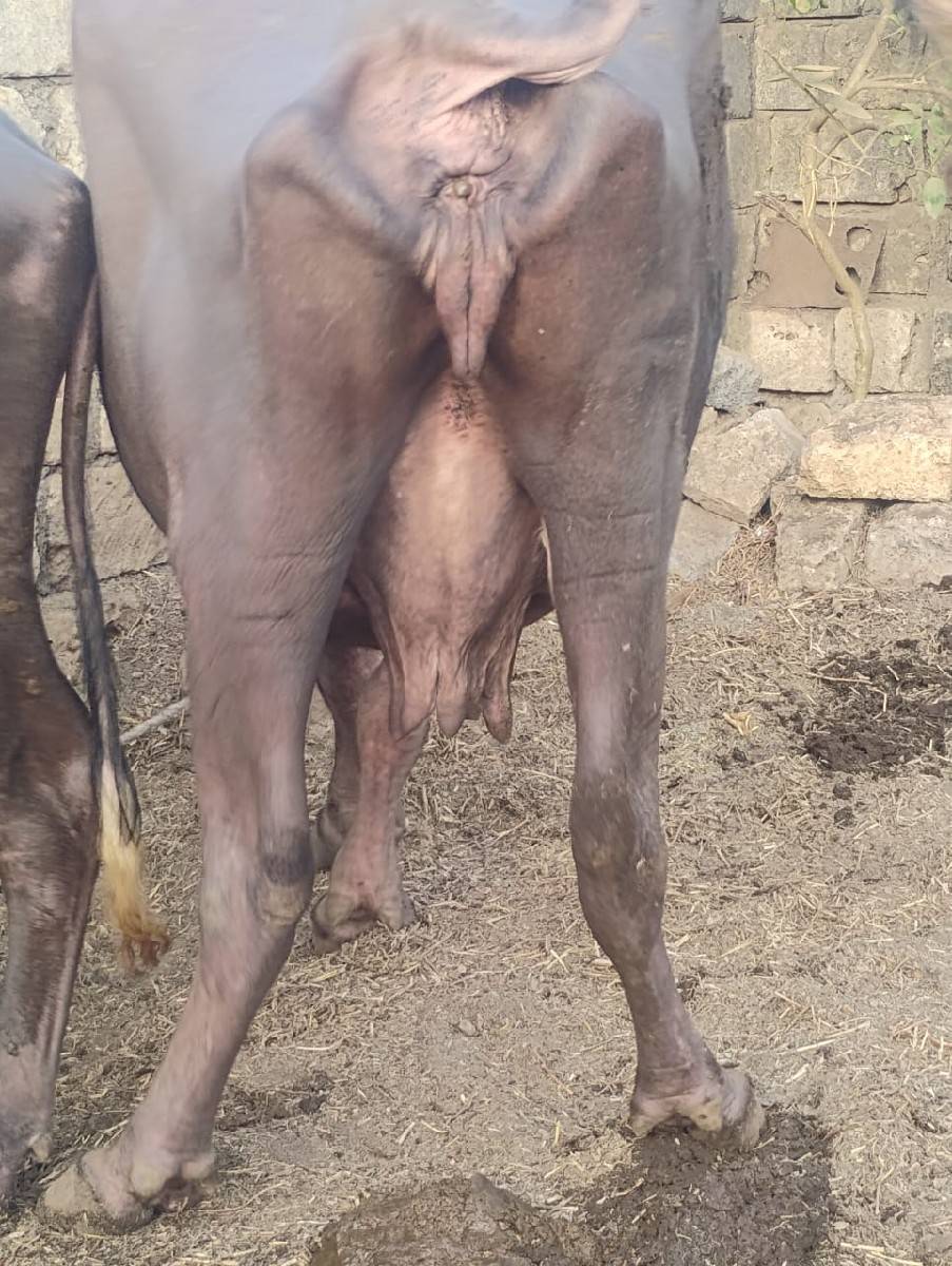 ભેંસ વેચવાની છે