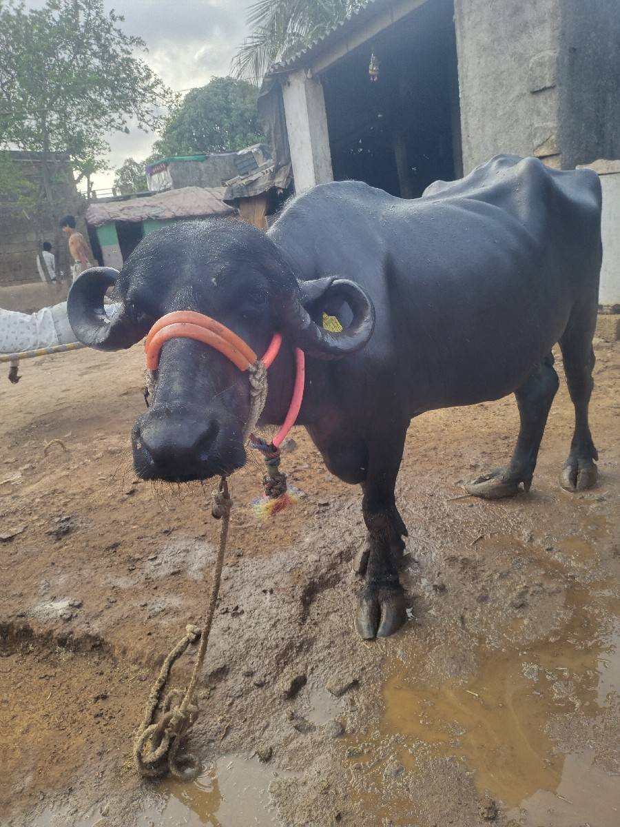 વિજયભાઈ ૭૮૬૨૮૯૨૭૯૫